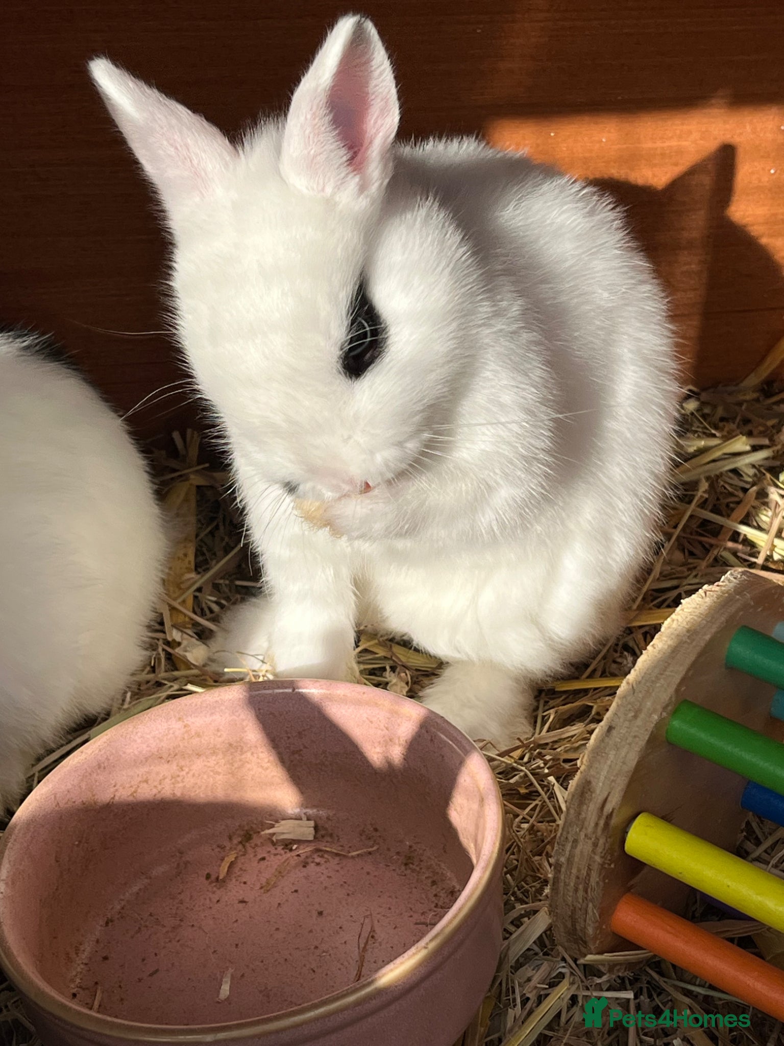 Netherland Dwarf rabbits 2 netherland dwarf rabbits - Advert 1