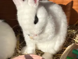 Netherland Dwarf rabbits 2 netherland dwarf rabbits - Advert 1