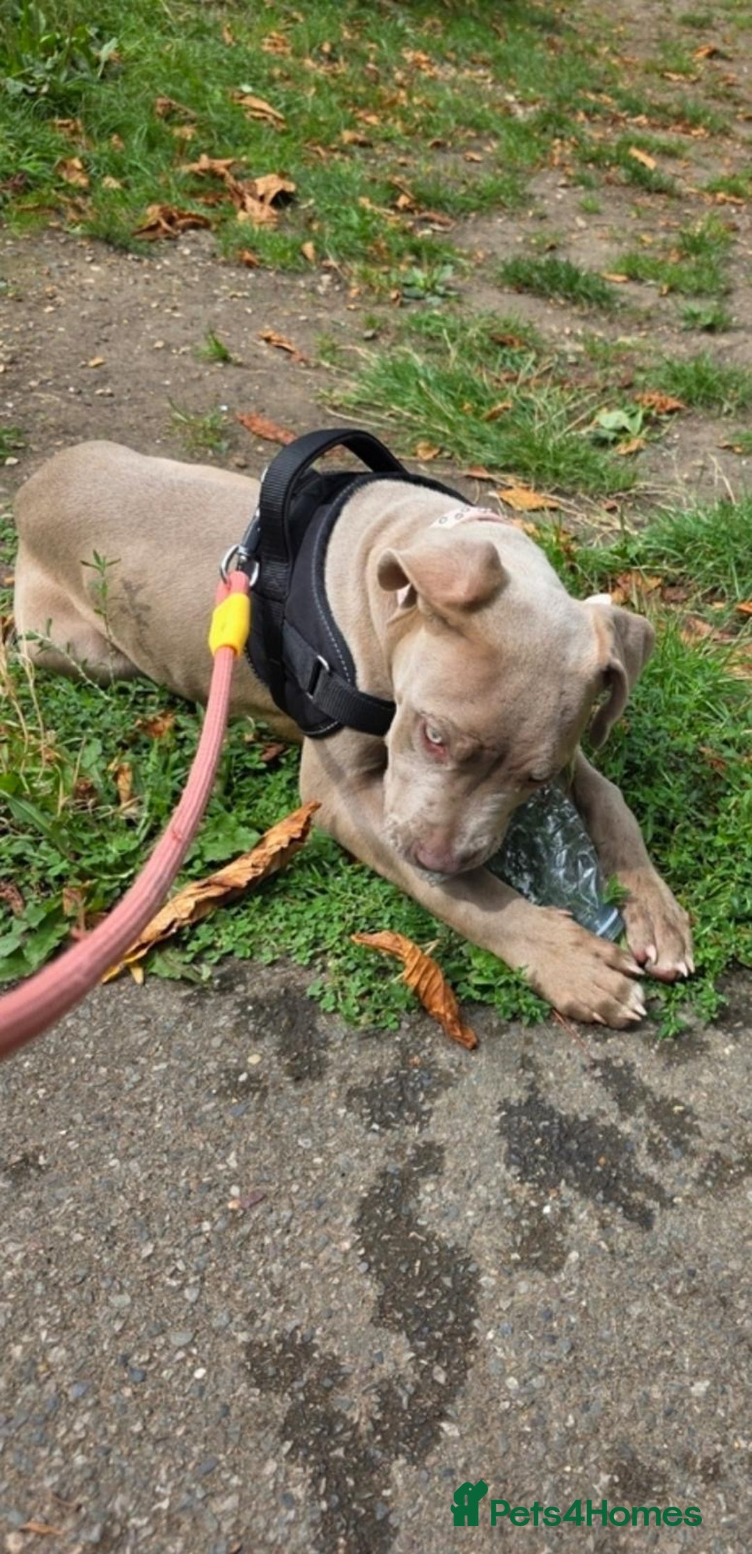 Mixed Breed dogs for sale: Cane Corso x American Bulldog - Advert 2