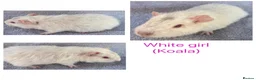 Guinea Pig rodents for sale: Baby guinea pigs  - Advert 6