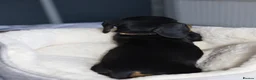 Dachshund dogs for sale: KC Registered Dachshund Puppies  - Advert 23