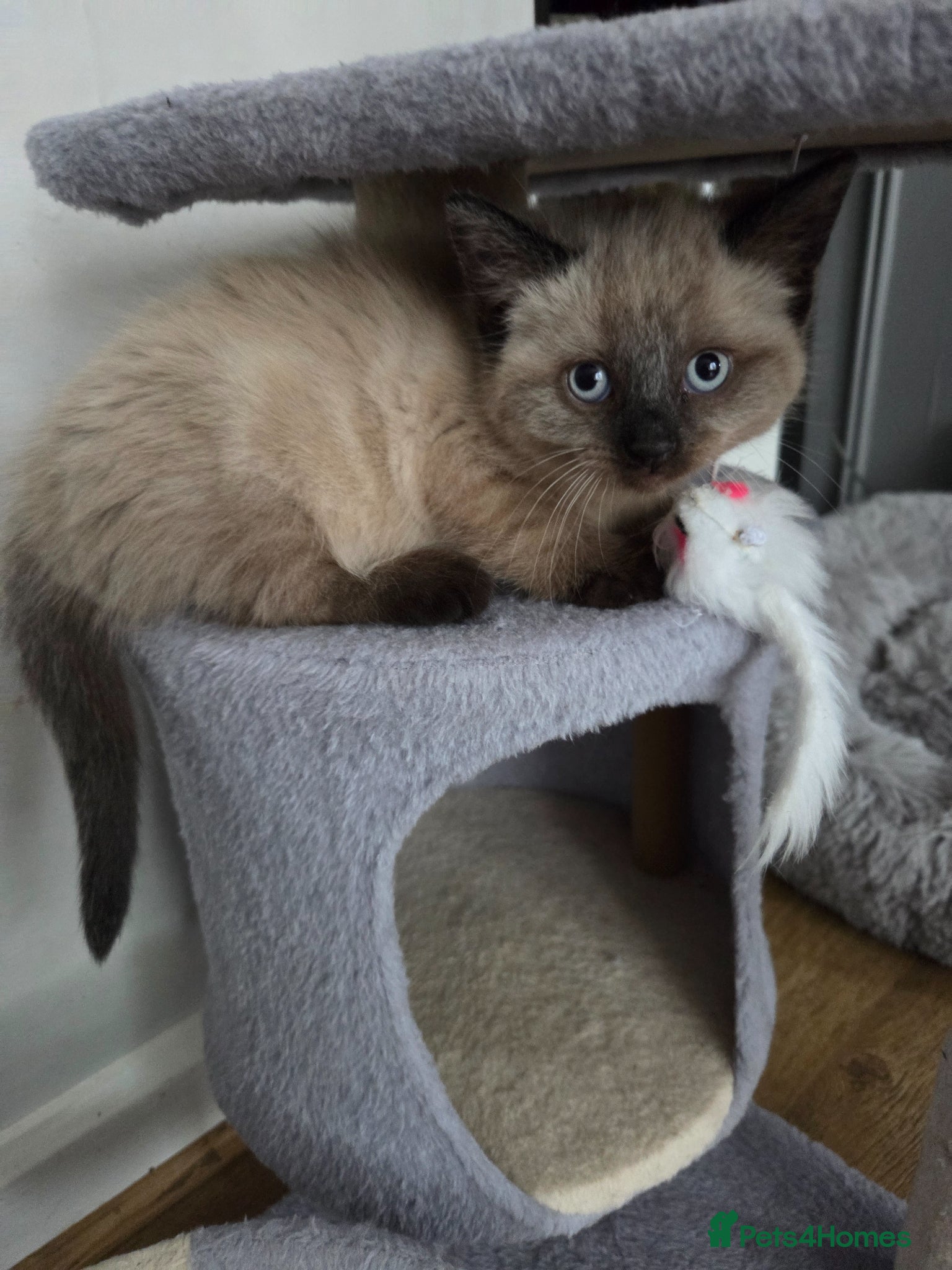 Mixed Breed cats Kittens looking for new home  - Advert 2