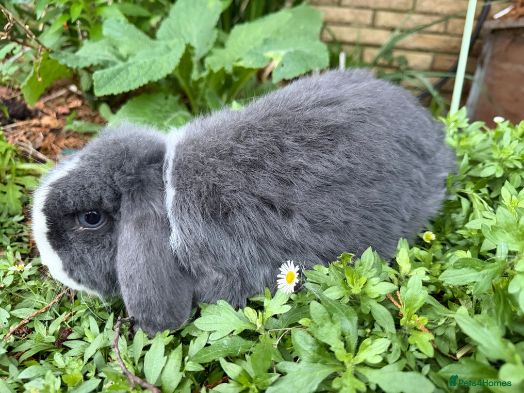 Mini Lop rabbits for sale: Breeding pair of mini lops (can go separately)  - Advert 4