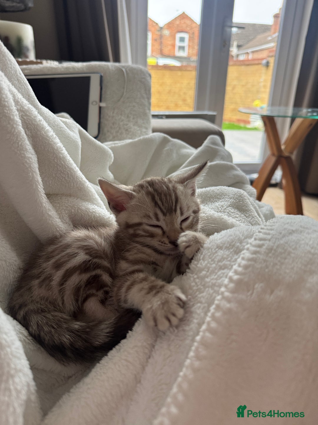 Bengal cats for sale: Purebred Bengal Kittens – Ready for Loving Homes - Advert 21