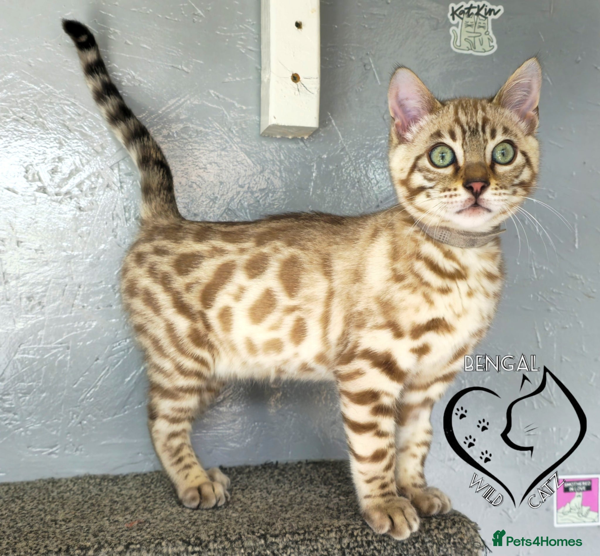Bengal cats for sale: 4 beautiful bengal boys ready to leave now - Advert 3