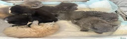 Persian cats for sale: Adorable Persian kittens  - Advert 9