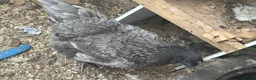 Chickens poultry for sale: Egg laying hens and chicks - Advert 3