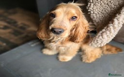 Cocker Spaniel dogs for stud: Stunning  Cocker Spaniel for stud in Northwood - Image 4