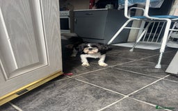 Shih Tzu dogs for sale: Male pup  - Image 1