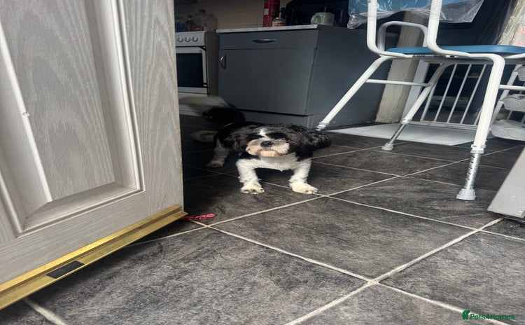 Shih Tzu dogs - Advert 1