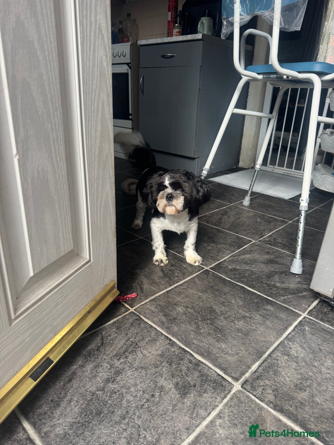 Shih Tzu dogs for sale: Male pup  - Image 1
