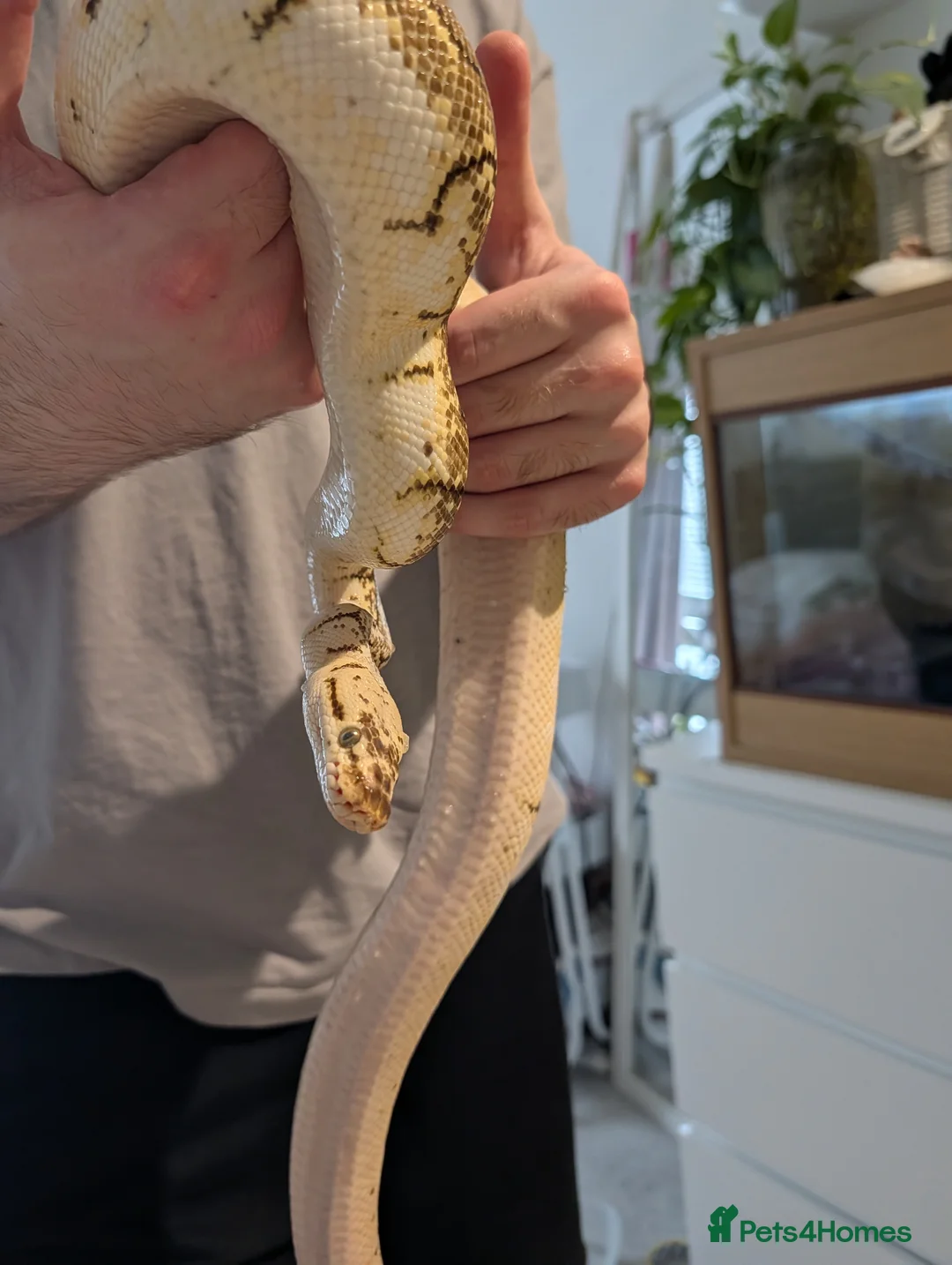 Python Snake reptiles for sale: Spinner Blast Ball Python  in Orpington - Advert 2