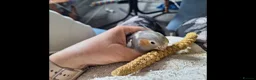 Cockatiels birds for sale: Baby cockatiels ( 2 boys and 1 girl ) for sale  in Prescot - Advert 4