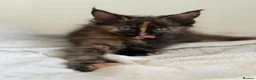 Maine Coon cats for sale: Ready for home pure bred maine coon kittens - Advert 14