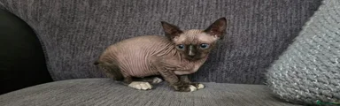 Sphynx