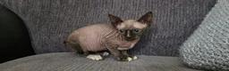 Sphynx cats for sale: Sphynx Boy Kitten – Last One Available in Telford - Advert 2