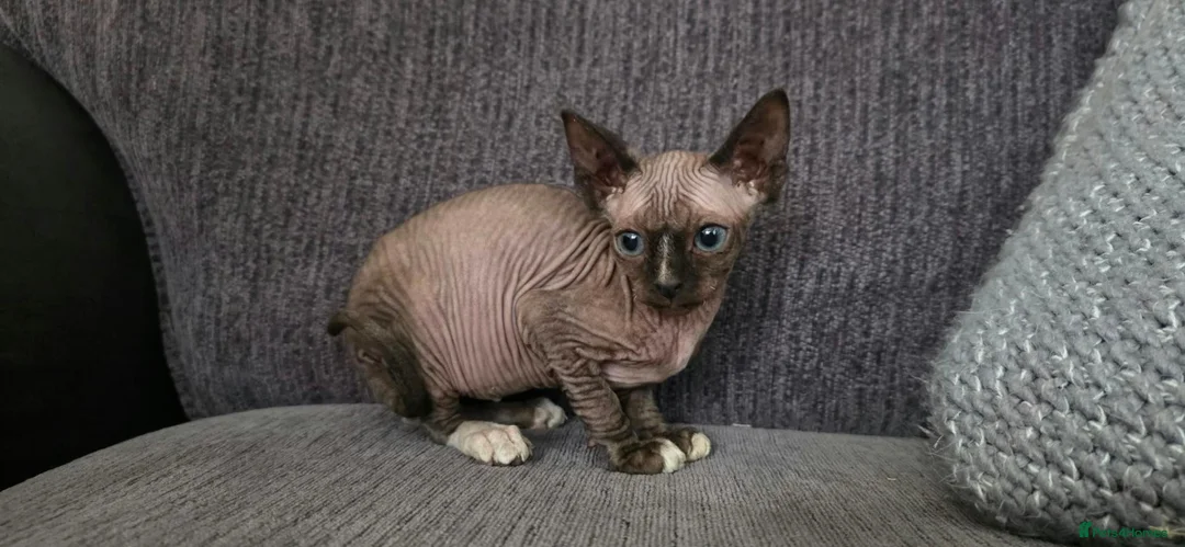 Sphynx cats for sale: Sphynx Boy Kitten – Last One Available in Telford - Advert 2