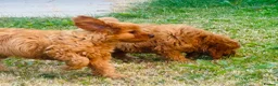 Cavapoo dogs for sale: Last 3 Beautiful F1b Cavapoo (Fox-Red) - Advert 7
