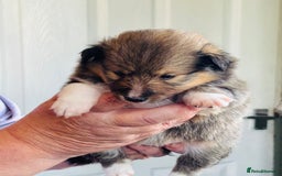 Shetland Sheepdog dogs for sale: Beautiful shaded sable puppies  - Image 4