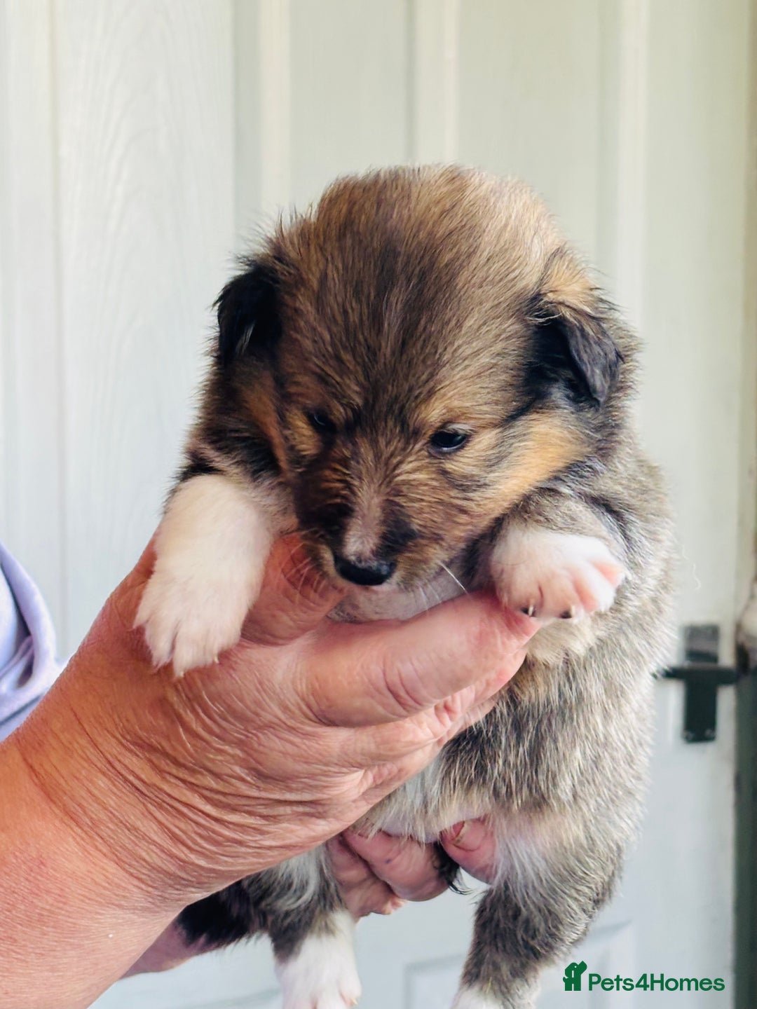 Shetland Sheepdog dogs for sale: Beautiful shaded sable puppies  - Image 4