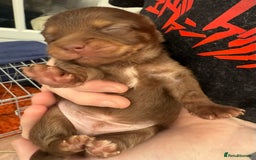 Pomchi dogs for sale:  **  Beautiful Pomchi loved & socialised  - Image 4