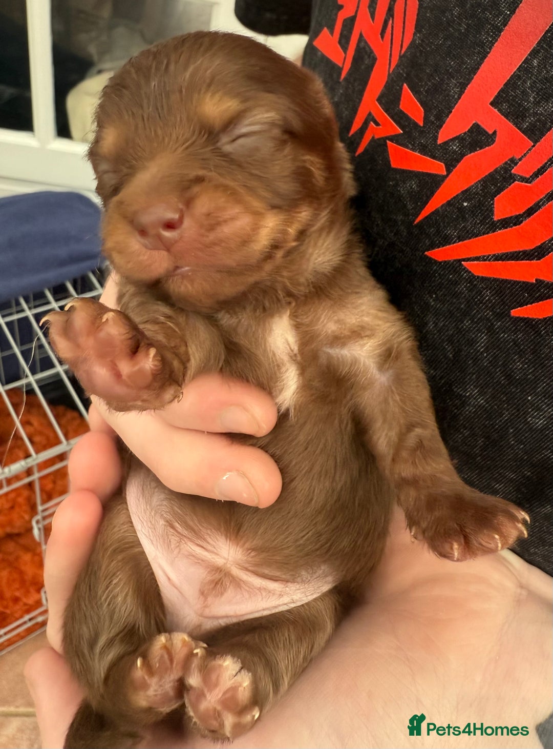 Pomchi dogs for sale:  **  Beautiful Pomchi loved & socialised  - Image 4