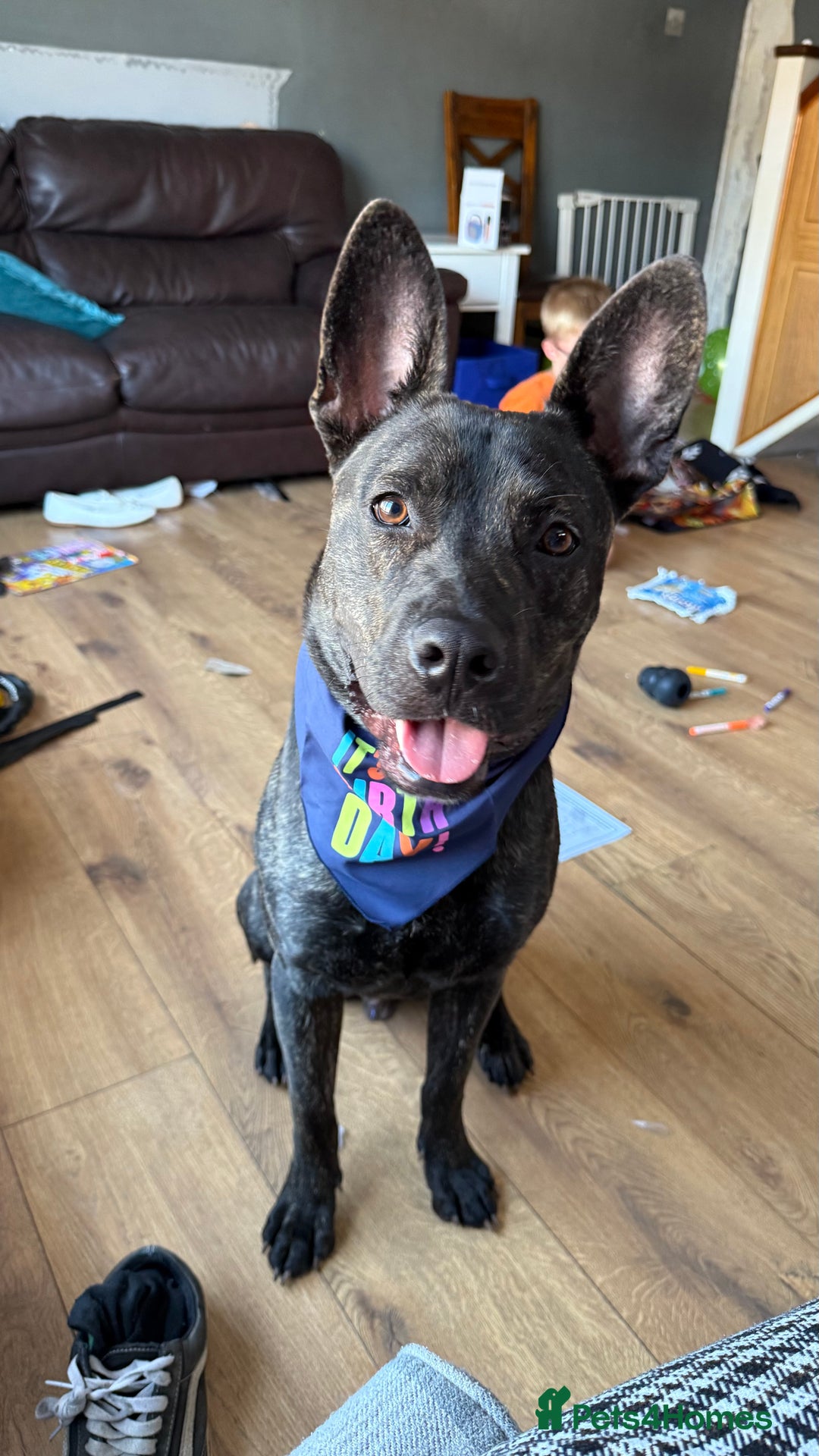 Mixed Breed dogs for sale: Bear - Staffy X German Shepherd - Image 33