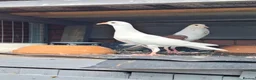 Pigeons birds for sale: Pair of Pouter Pigeons for sale - Advert 3