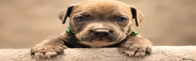 GREEN COLLAR