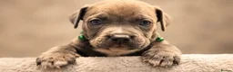 Mixed Breed dogs for sale: POCKET BULLY X CANE CORSO PUPS - Advert 4