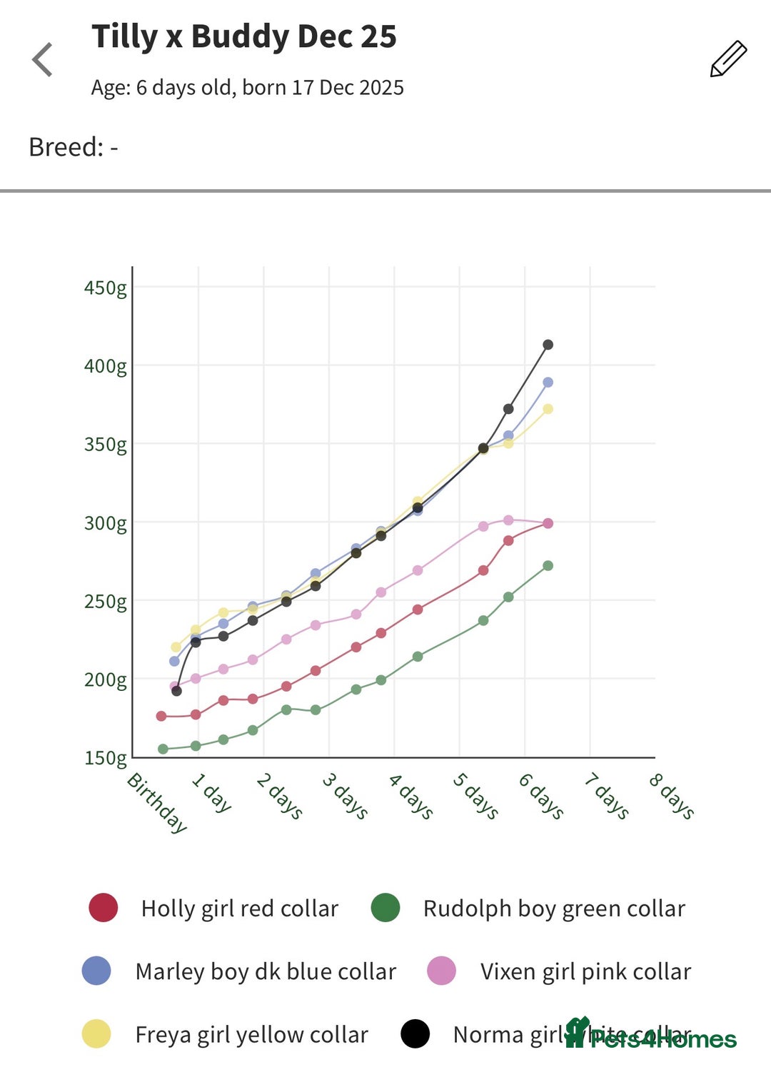 Cockapoo dogs for sale: F1b Cockapoo puppies 1M 1F remaining - Advert 8