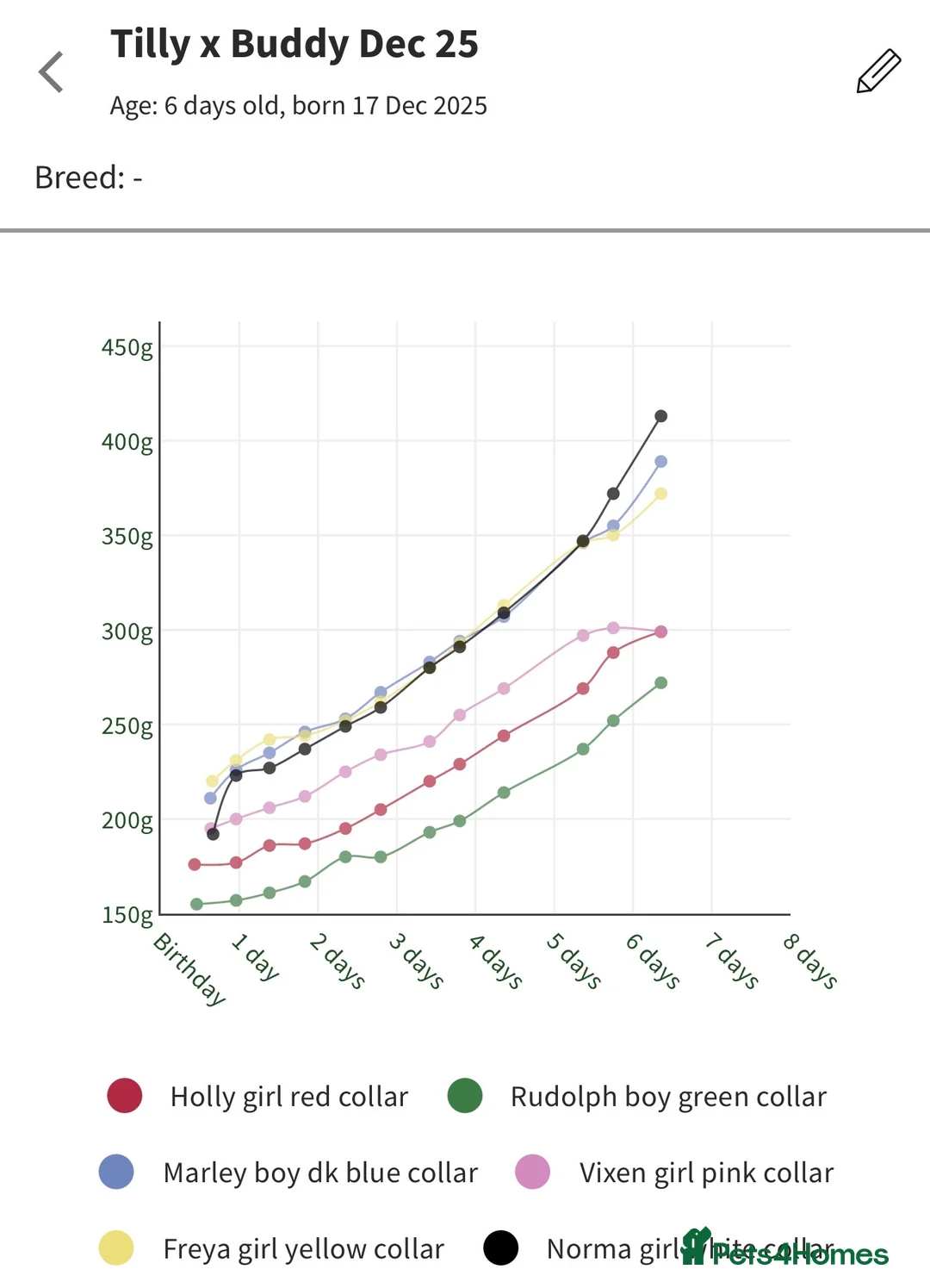 Cockapoo dogs for sale: F1b Cockapoo puppies 1 girl remaining - Advert 9
