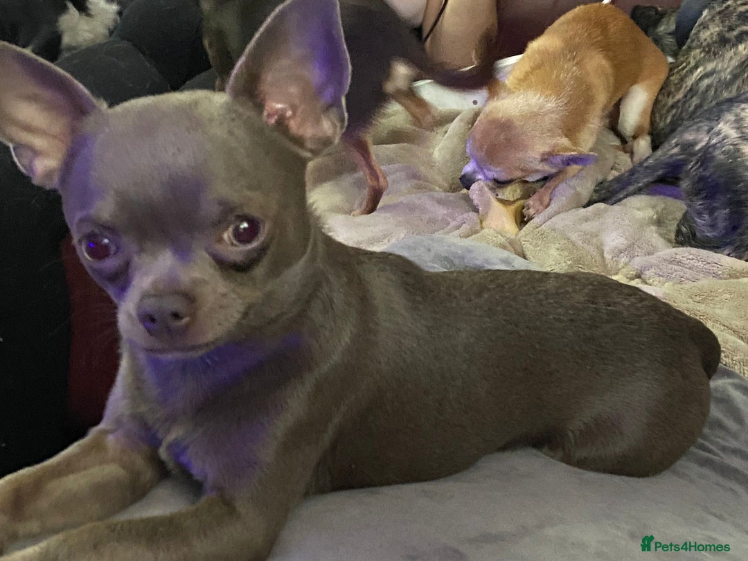 Chihuahua dogs for stud: Kc reg Lilac short coat for stud  in Bedford - Advert 4