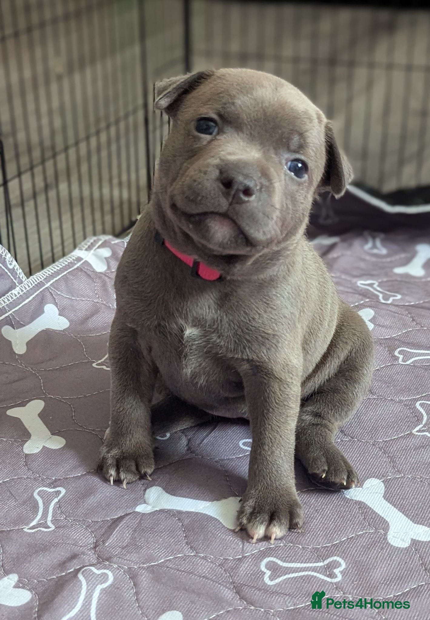 Staffordshire Bull Terrier dogs Kc blue Staffordshire bull terrier puppies  - Advert 17