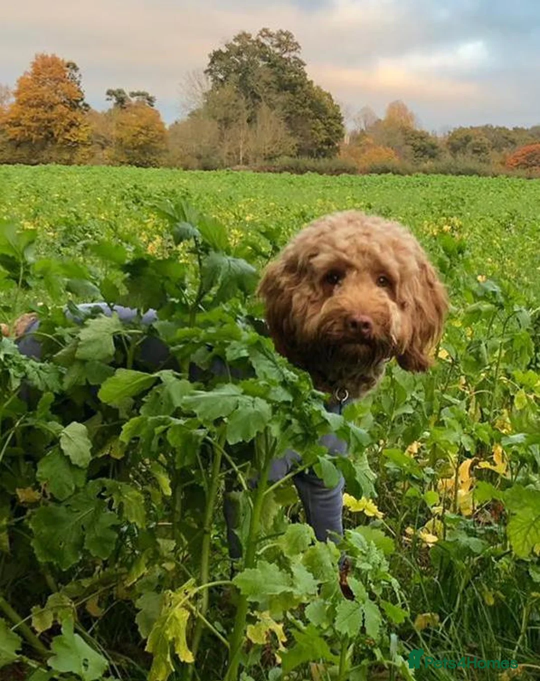 Labradoodle dogs for stud: Proven Australian Labradoodle Stud  in Edenbridge - Advert 2