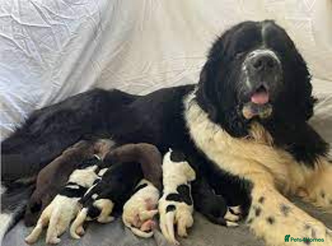 Newfoundland dogs for sale: Playful Newfoundland Puppies Available  - Image 5