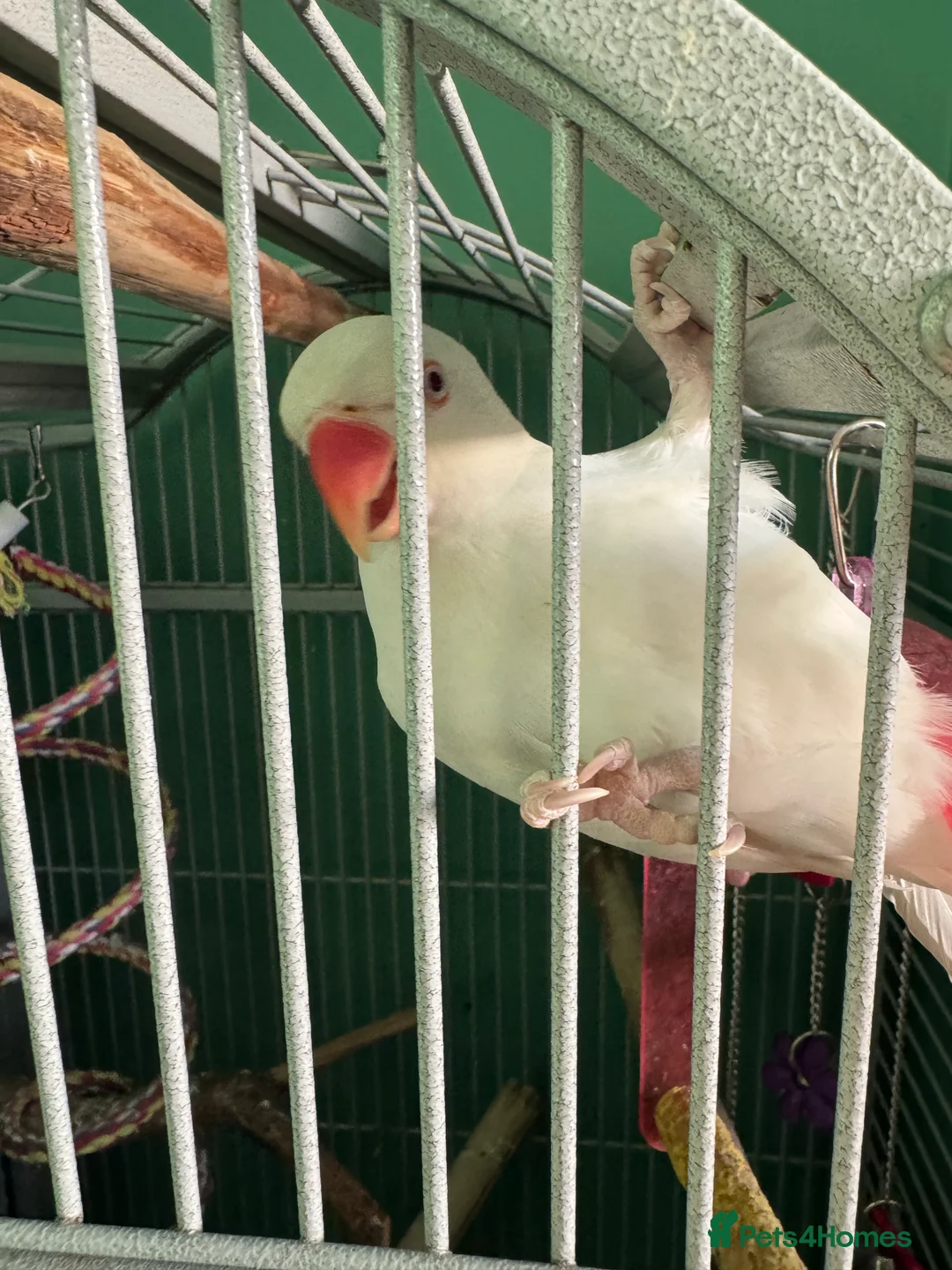 Ringnecks birds for sale: White ringneck hand reared tame  - Advert 1