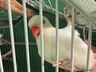 Ringnecks birds White ringneck hand reared tame - Advert 4