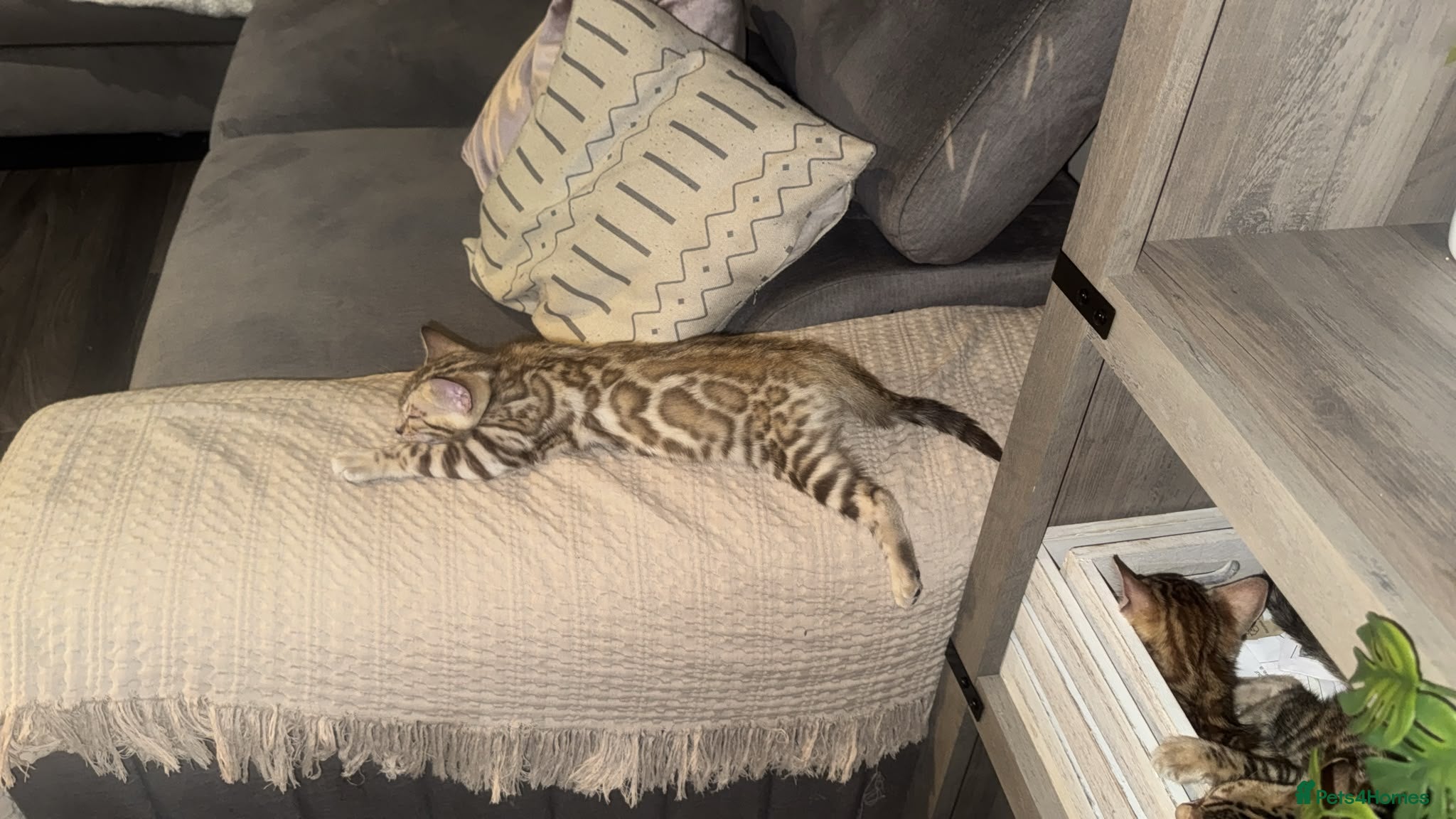 Bengal cats Pure bengal  - Advert 1
