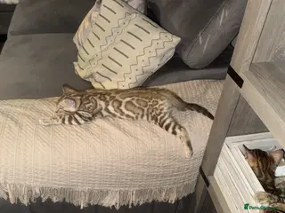 Bengal cats Pure bengal - Advert 1