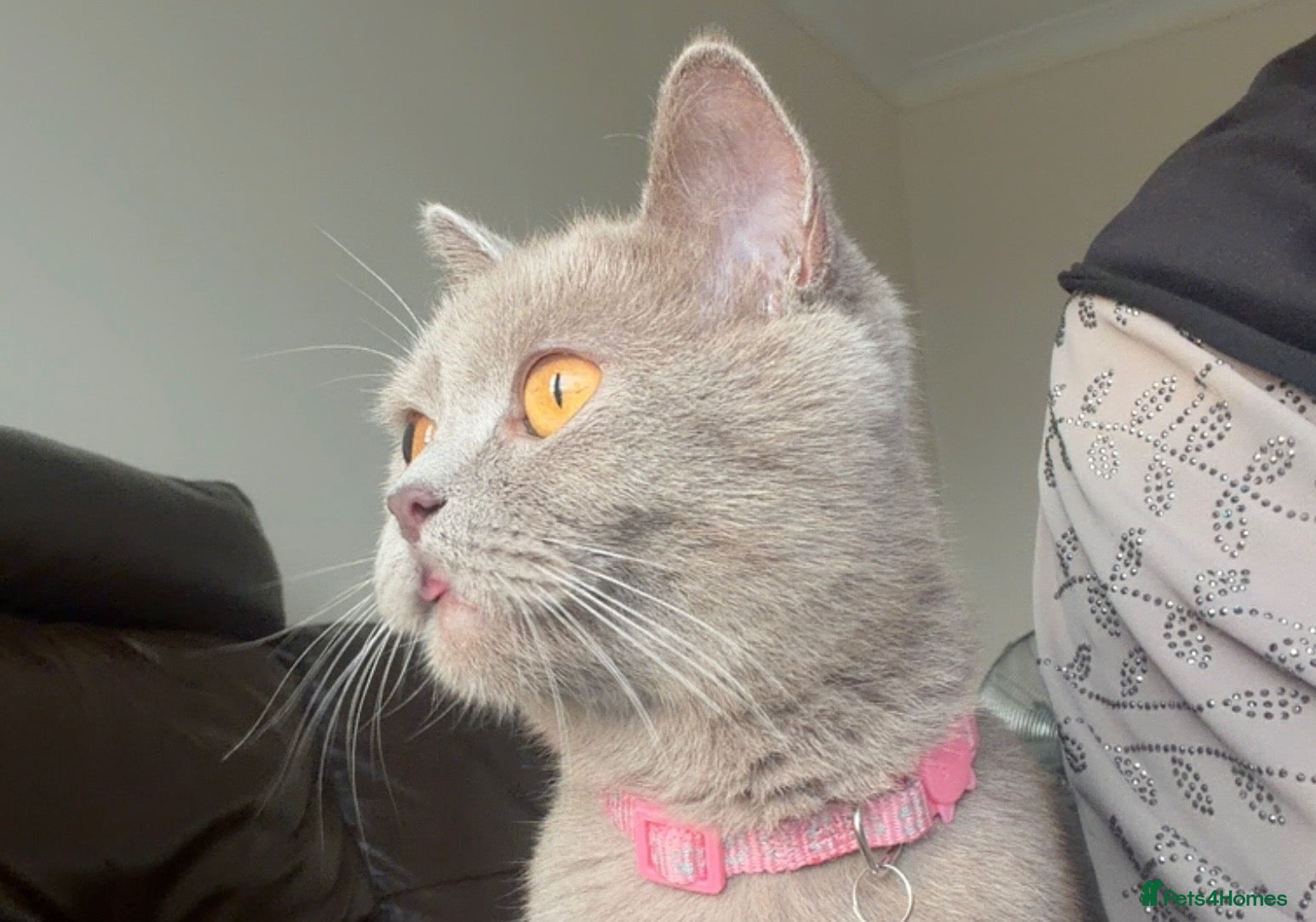 British Shorthair cats British shorthair female. Grey - Advert 11
