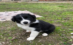 Border Collie dogs for sale: 12 Border Collie Puppies for sale  - Image 13
