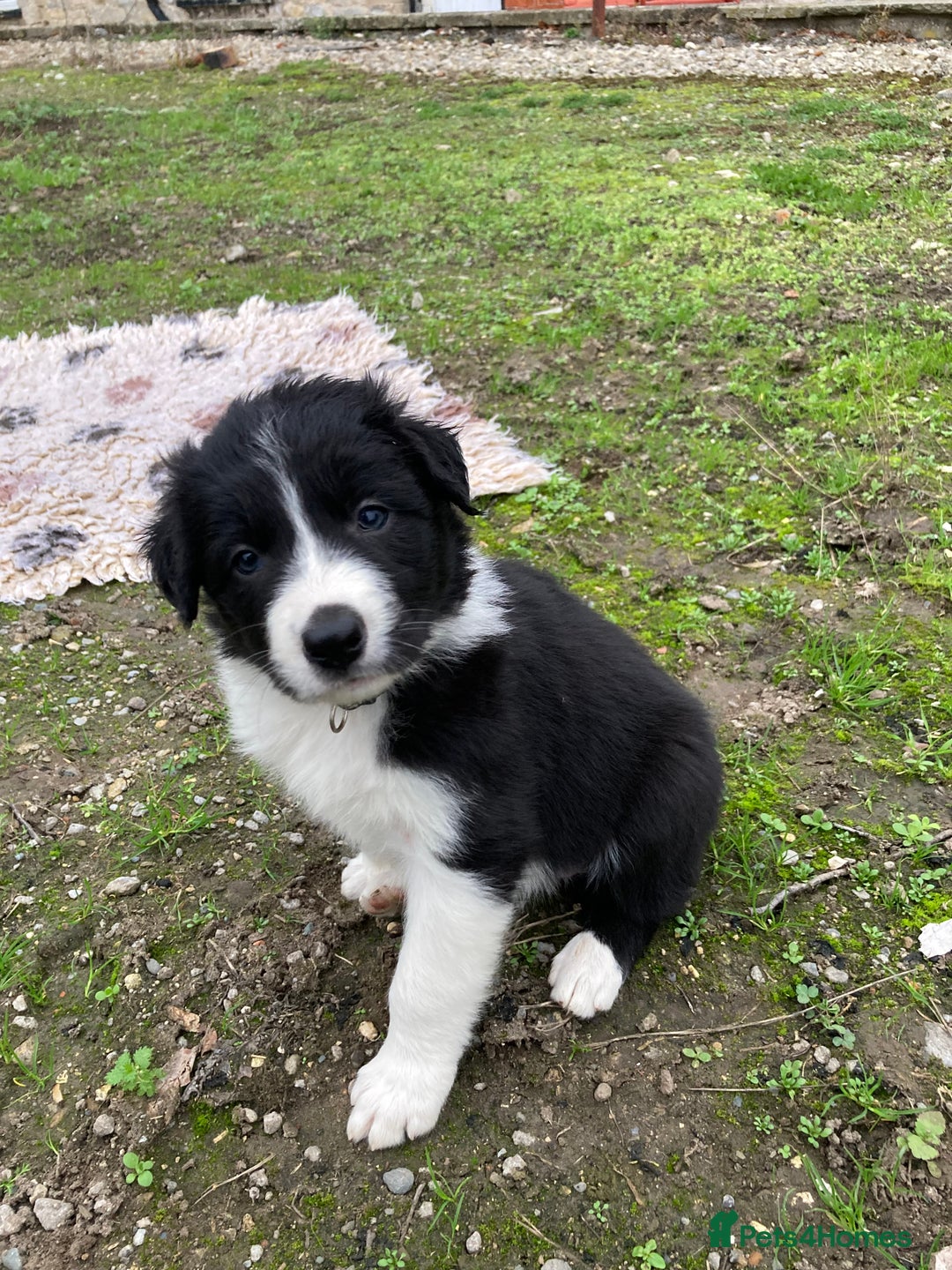 Border Collie dogs for sale: 12 Border Collie Puppies for sale  - Image 13