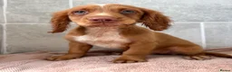 Cocker Spaniel dogs for sale: Cocker spaniel puppies  in Poole - Advert 2
