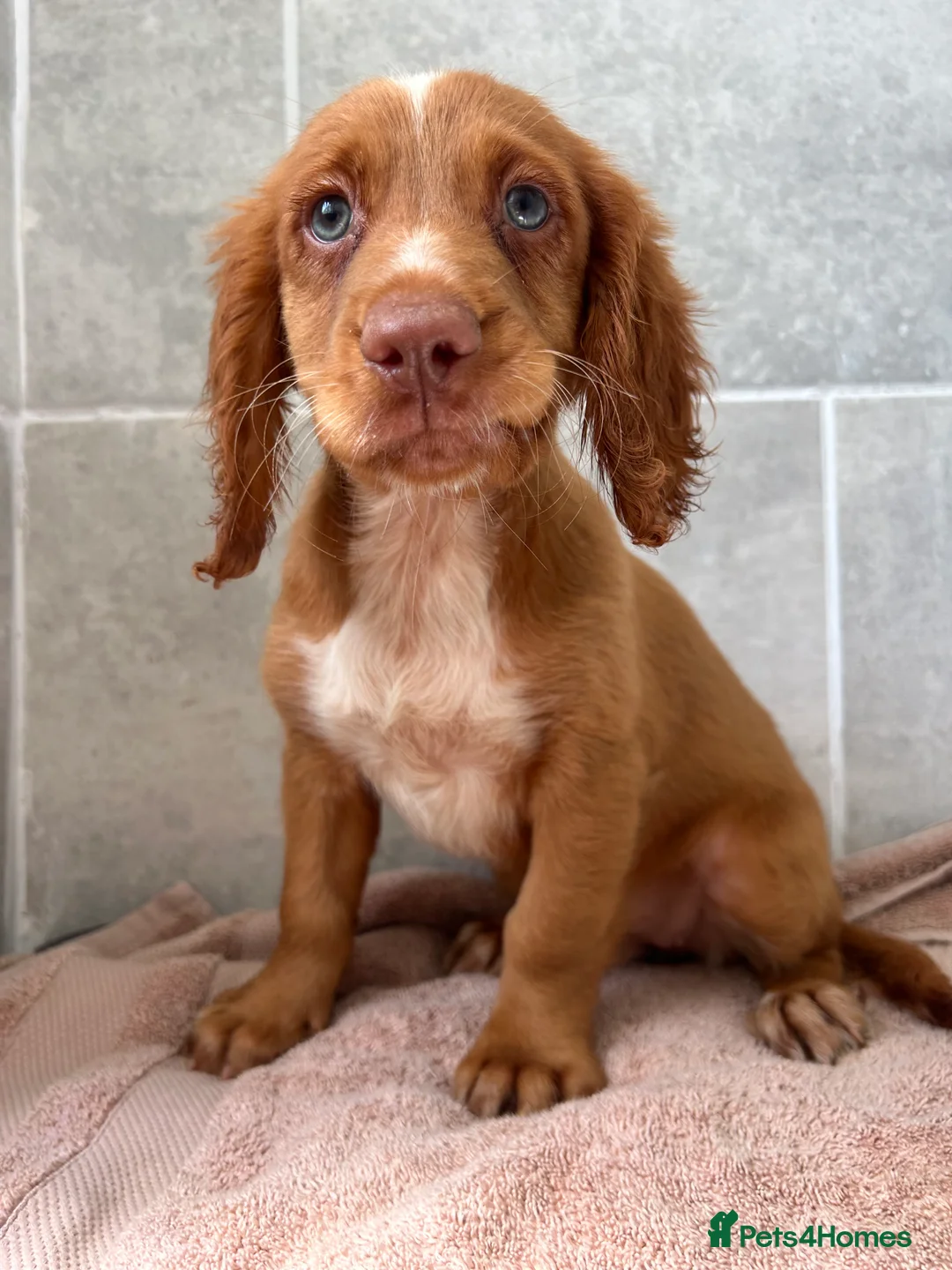 Cocker Spaniel dogs for sale: Cocker spaniel puppies  in Poole - Advert 2