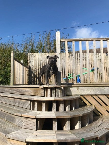 Staffordshire Bull Terrier dogs Blue Staffordshire bull terrier proven stud in Port Glasgow - Advert 3