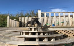 Staffordshire Bull Terrier dogs for stud: Blue Staffordshire bull terrier proven stud in Port Glasgow - Image 1