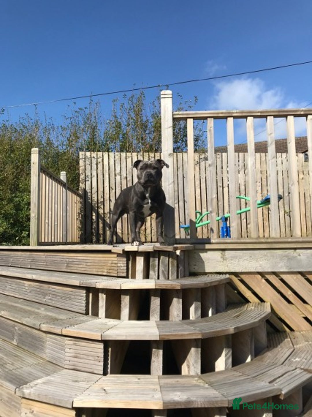 Staffordshire Bull Terrier dogs for stud: Blue Staffordshire bull terrier proven stud in Port Glasgow - Image 1