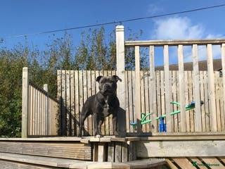 Staffordshire Bull Terrier dogs Blue Staffordshire bull terrier proven stud in Port Glasgow - Advert 6