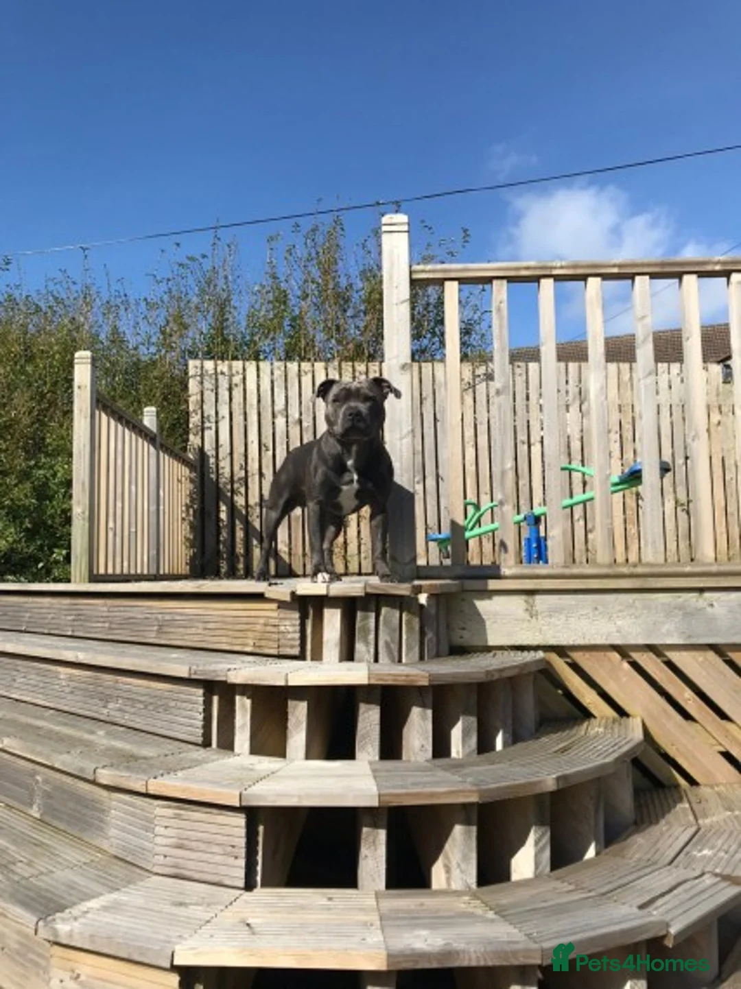 Staffordshire Bull Terrier dogs for stud: Blue Staffordshire bull terrier proven stud in Port Glasgow - Advert 1